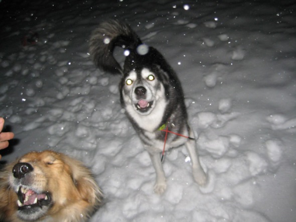 sm-08_02_13-snow-walks-and-running-with-the-dogs-at-night-016.jpg